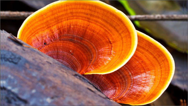 Reishi Mushroom