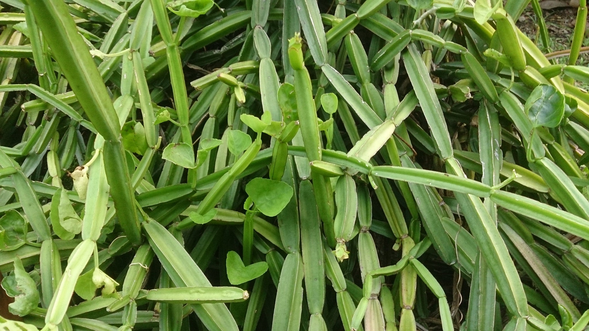 Cissus Quadrangularis