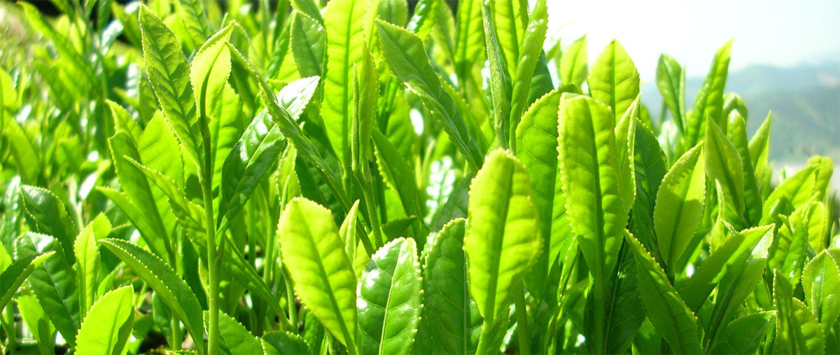 Green Tea Extract